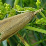 Огнёвка гигрофитная гигантская — Schoenobius gigantella (Denis & Schiffermuller, 1775)