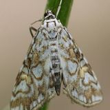 Огнёвка водная кувшинковая — Elophila nymphaeata (Linnaeus, 1758)