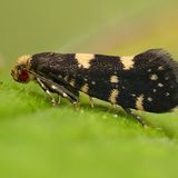 Моль продоксидовая малинная — Lampronia corticella (Linnaeus, 1758)