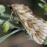 Огнёвка совковидная зубчатая — Cynaeda dentalis (Denis & Schiffermuller, 1775)