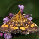 Огнёвка луговая золотистая — Pyrausta aurata (Scopoli, 1763)