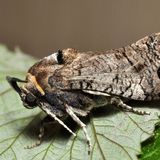 Древоточец пахучий — Cossus cossus (Linnaeus, 1758)