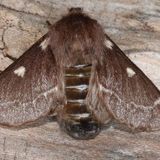 Коконопряд пушистый — Eriogaster lanestris (Linaeus, 1758)