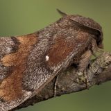 Коконопряд сосновый — Dendrolimus pini (Linnaeus, 1758)