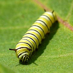 Danaus plexippus