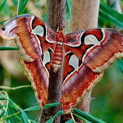 Thysania agrippina