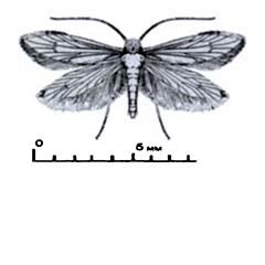 Схематическое изображение семейства Моли первичные зубатые — Micropterigidae