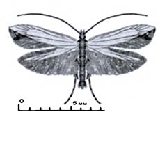 Схематическое изображение семейства Моли-пестрянки — Gracillariidae