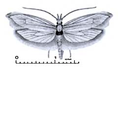 Схематическое изображение семейства Моли серпокрылые — Ypsolophidae
