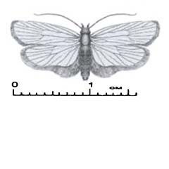 Схематическое изображение семейства Моли плоские — Depressariidae