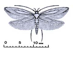 Схематическое изображение семейства Моли кипрейные узкокрылые — Momphidae