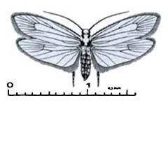 Схематическое изображение семейства Моли черноточечные — Ethmiidae
