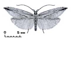 Схематическое изображение семейства Моли роскошные — Cosmopterigidae