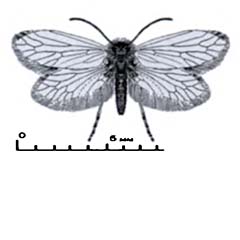 Схематическое изображение семейства Моли первичные беззубые — Eriocraniidae