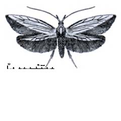 Схематическое изображение семейства Моли-чехлоноски — Coleophoridae