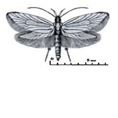 Схематическое изображение семейства Моли-экофориды — Oecophoridae