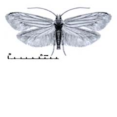 Схематическое изображение семейства Моли мрачные — Scythrididae