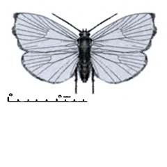 Схематическое изображение семейства Моле-листовёртки — Choreutidae