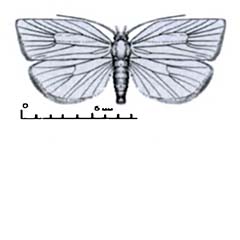 Схематическое изображение семейства Листовёртки — Torticidae