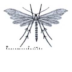 Схематическое изображение семейства Пальцекрылки — Pterophoridae