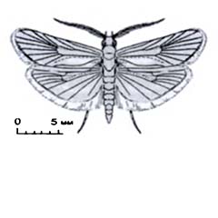 Схематическое изображение семейства Моли дерновинные, или браходиды — Brachodidae