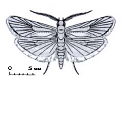 Семейство: Моли дерновинные, или браходиды — Brachodidae