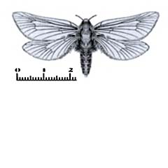Схематическое изображение семейства Тонкопряды — Hepialidae