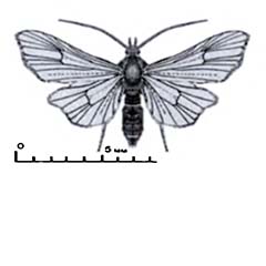 Схематическое изображение семейства Окончатые мотыльки — Thyrididae