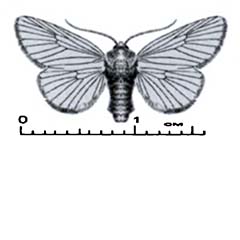 Схематическое изображение семейства Слизневидки — Limacodidae