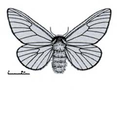 Схематическое изображение семейства Шелкопряды берёзовые — Endromididae