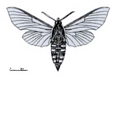 Схематическое изображение семейства Бражники — Sphingidae