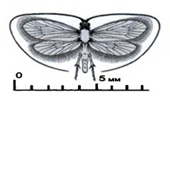 Схематическое изображение семейства Моли длинноусые — Adelidae