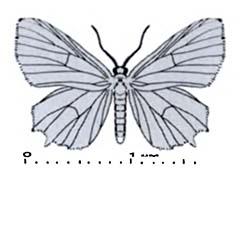 Схематическое изображение семейства Эпиплемиды — Epiplemidae