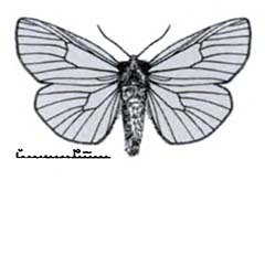 Схематическое изображение семейства Пухоспинки — Thyatiridae