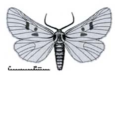 Схематическое изображение семейства Совки — Noctuidae
