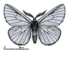 Схематическое изображение семейства Волнянки — Lymantriidae