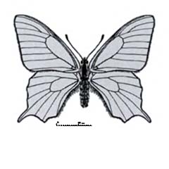 Схематическое изображение семейства Парусники — Papilionidae