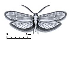 Схематическое изображение семейства Моли минно-чехликовые — Incurvariidae