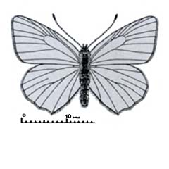Схематическое изображение семейства Голубянки — Lycaenidae