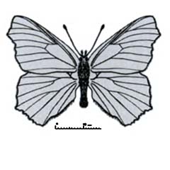 Схематическое изображение семейства Нимфалиды — Nymphalidae