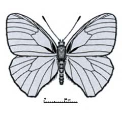 Схематическое изображение семейства Бархатницы — Satyridae
