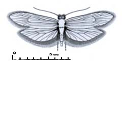 Схематическое изображение семейства Моли продоксидовые — Prodoxidae