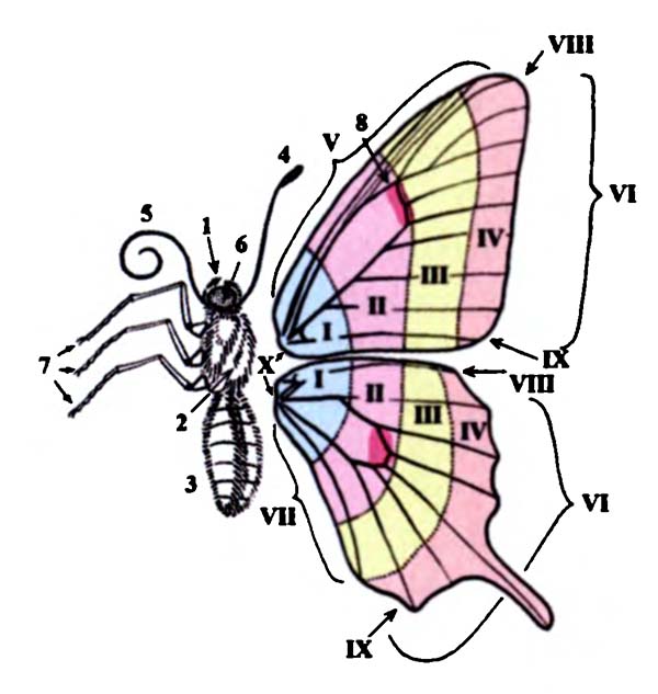 Строение взрослой бабочки (имаго) и крыловые области, используемые при описании рисунка
