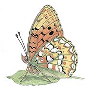 Особенности строения бабочек