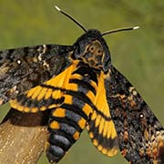 Acherontia atropos