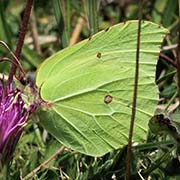 Saturniidae