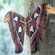 Attacus atlas