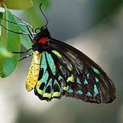 Ornithoptera alexandrae