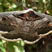 Saturnia pyri