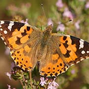 Vanessa cardui